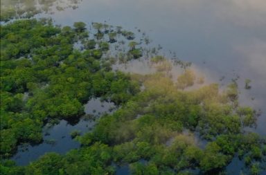 Descubren nueva especie de rana venenosa en la selva peruana