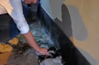 Presidente José Jerí adopta a tres cachorros abandonados durante recorrido