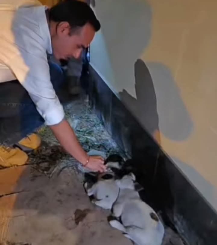 Presidente José Jerí adopta a tres cachorros abandonados durante recorrido