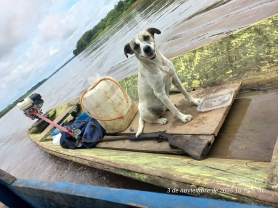 Un hombre identificado como Javier Zambrano, de 63 años, lleva nueve días desaparecido tras caer al río Ucayali mientras navegaba junto a su mascota rumbo a su chacra.