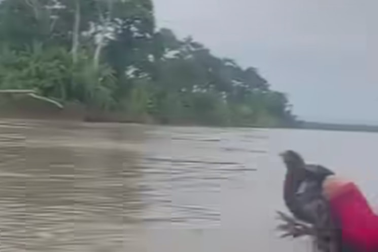 Dulce rescate en el río Marañón