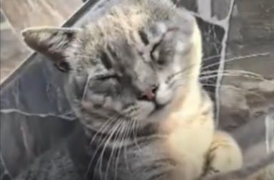 Crueldad animal en La Victoria