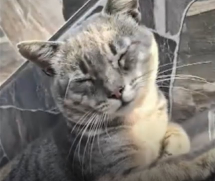 Crueldad animal en La Victoria