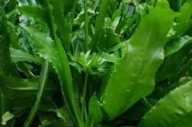 Una sola planta para los sabores de la selva