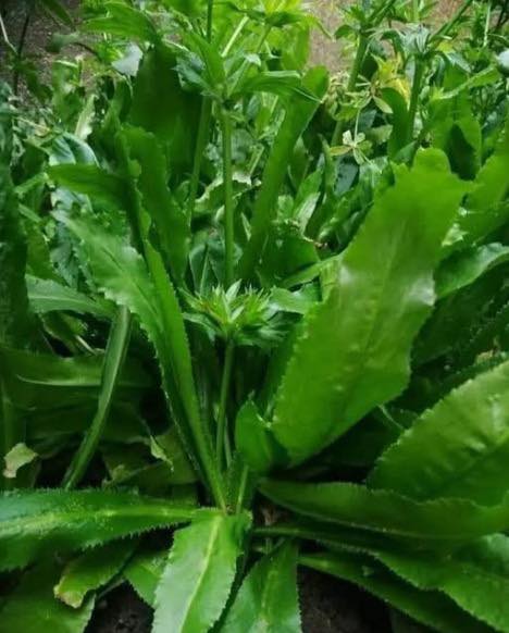 Una sola planta para los sabores de la selva