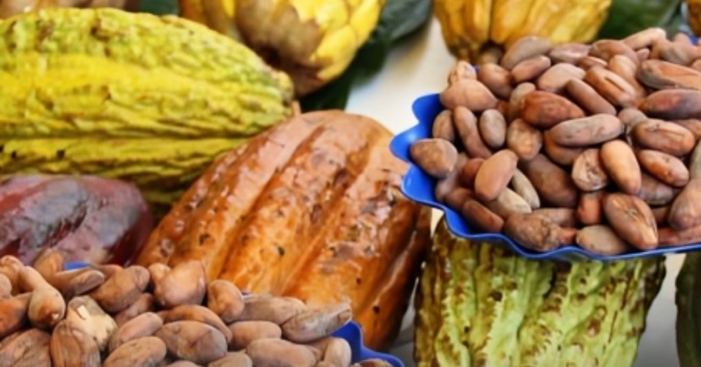 Perú y Suiza concretan alianza para fortalecer el cacao sostenible