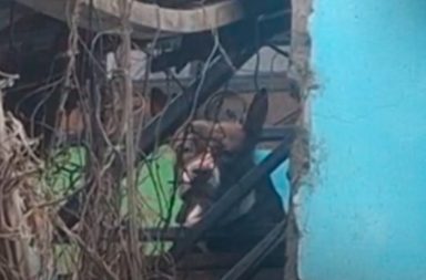 Fallecimiento tras ataque de perros