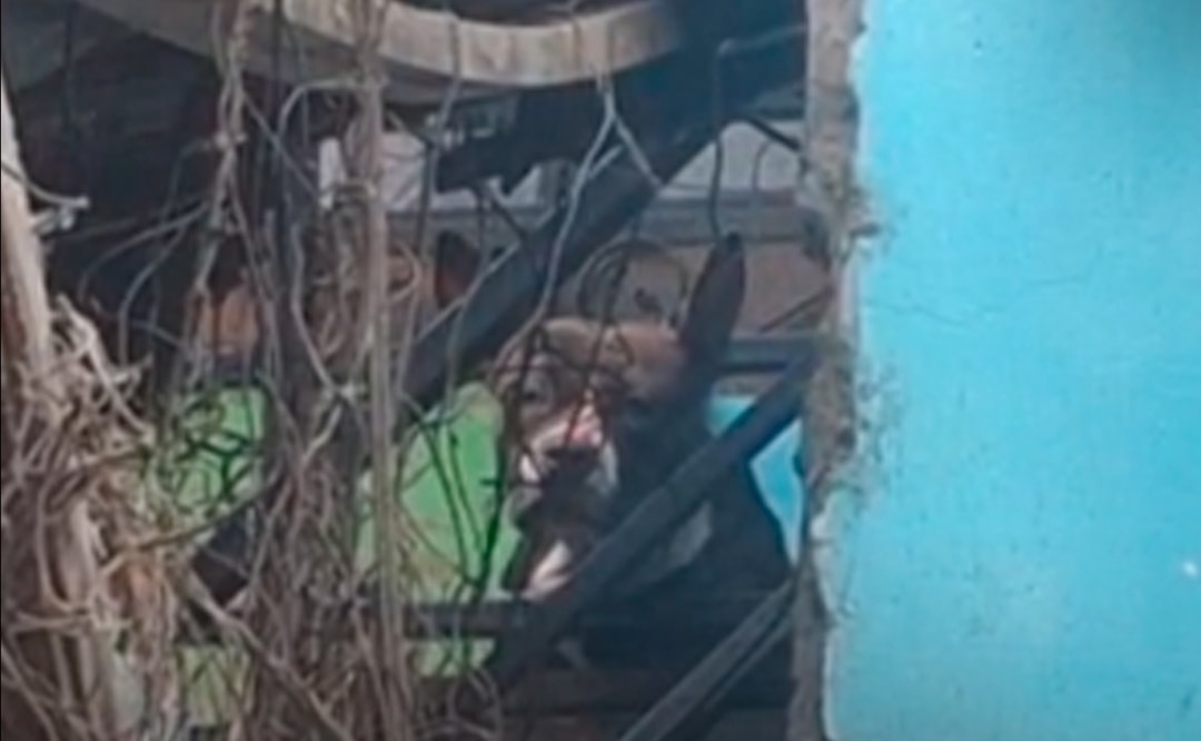 Fallecimiento tras ataque de perros