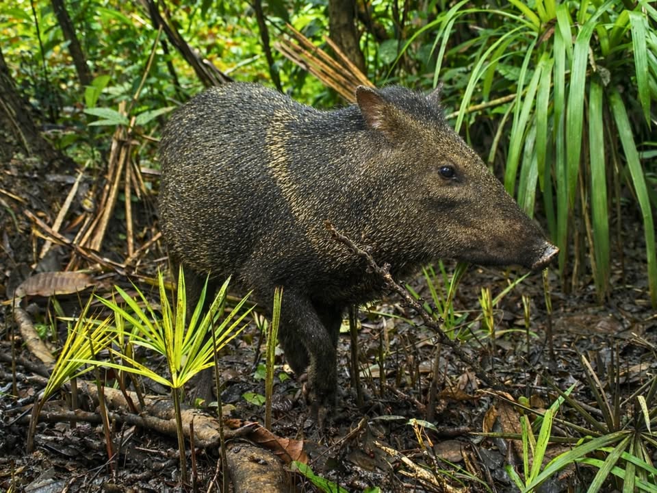 Caza de subsistencia en el Putumayo no compromete fauna silvestre, según IIAP