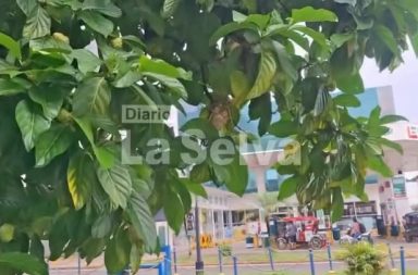 El fruto que crece en las calles de Iquitos y destaca por sus propiedades.