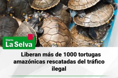 Liberan más de 1000 tortugas amazónicas rescatadas del tráfico ilegal