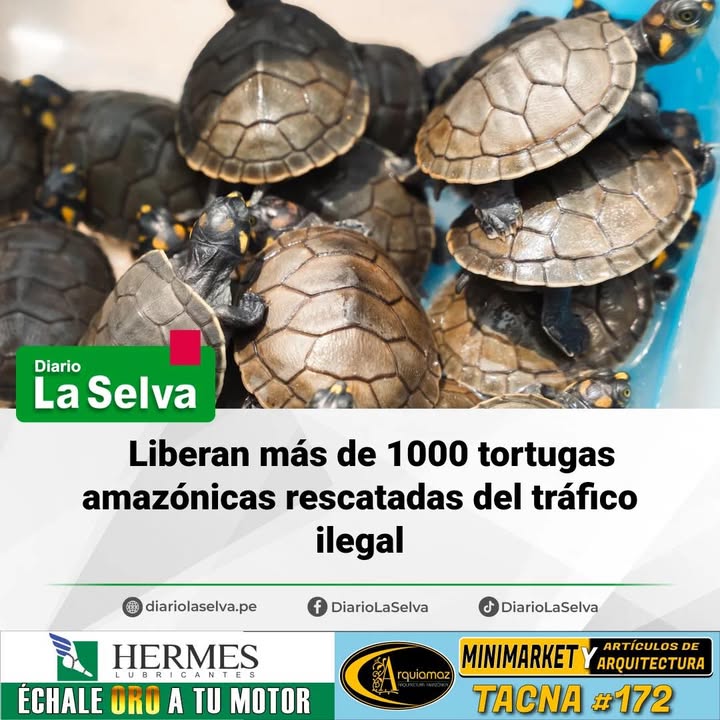 Liberan más de 1000 tortugas amazónicas rescatadas del tráfico ilegal