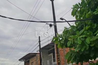 Gallinazo muere por descarga eléctrica en San Juan Bautista.