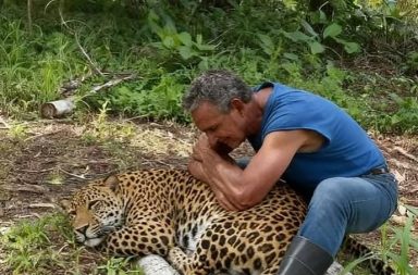Agricultor libera a hembra de otorongo criada en cautiverio en zona de Mohena Caño.