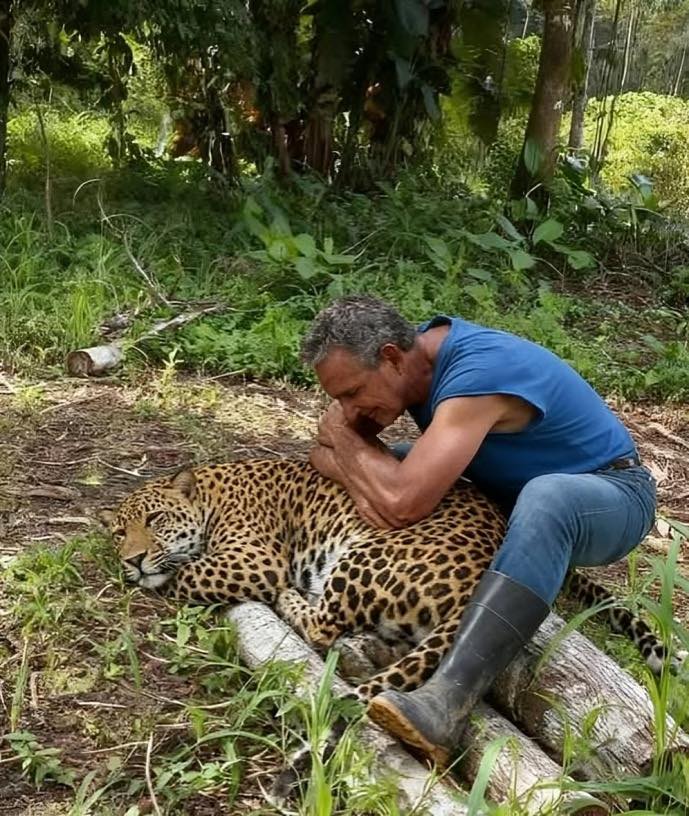 Agricultor libera a hembra de otorongo criada en cautiverio en zona de Mohena Caño.