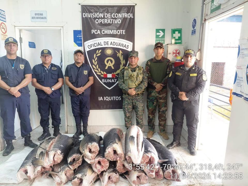 Incautan más de una tonelada de paiche ilegal en operativo multisectorial