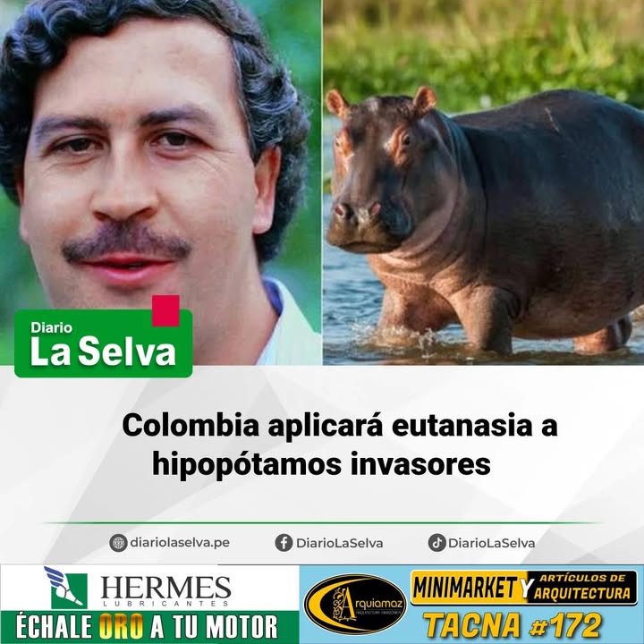 Colombia aplicará eutanasia a hipopótamos invasores