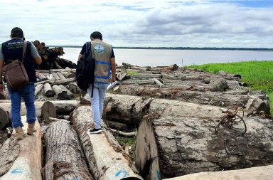 Fiscalía logra sentencia contra red vinculada a tala ilegal en el río Napo.