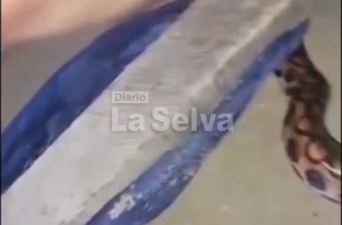Hallan boa dentro de vivienda en pleno centro de Iquitos.