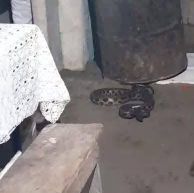 Susto en Iquitos: boa aparece en casa y pone en riesgo a mascota