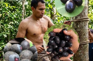 UNGURAHUI: EL TESORO OCULTO DE LA AMAZONÍA