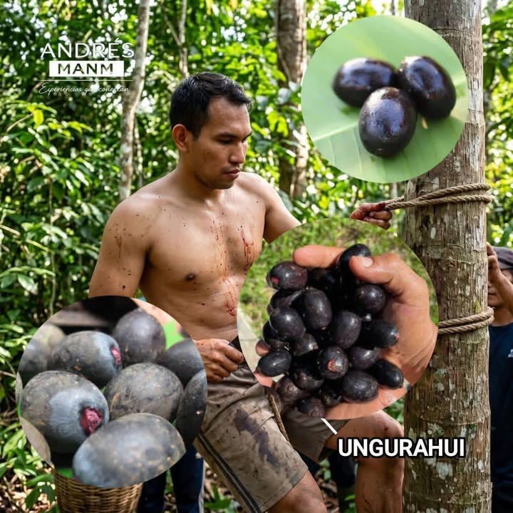 UNGURAHUI: EL TESORO OCULTO DE LA AMAZONÍA