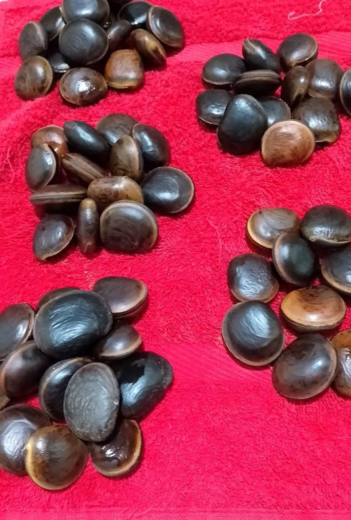 OJO DE VACA:  PARA QUÉ SIRVE?