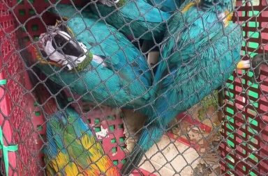 Frustran presunto tráfico de fauna tras hallazgo de loros y guacamayos en Tierra Blanca.