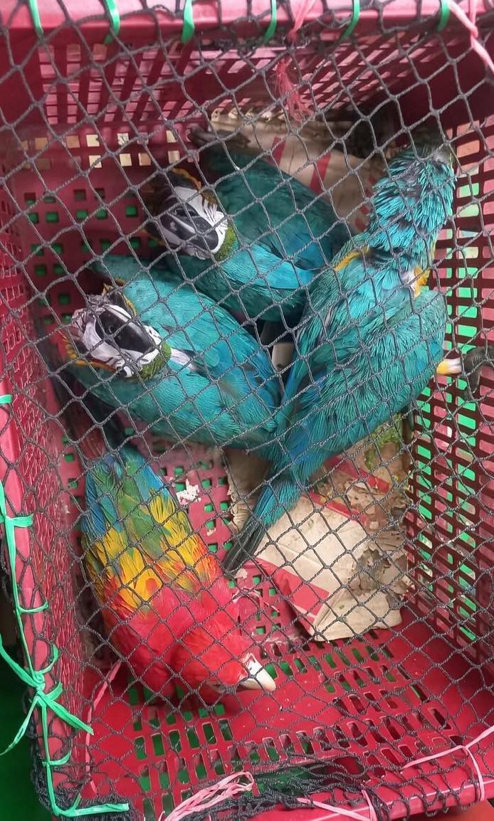 Frustran presunto tráfico de fauna tras hallazgo de loros y guacamayos en Tierra Blanca.