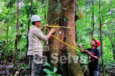 OSINFOR supervisará más de 337 mil hectáreas de bosques en Loreto durante 2026.