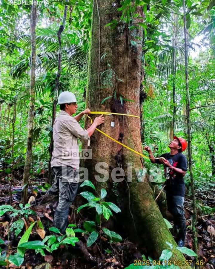 OSINFOR supervisará más de 337 mil hectáreas de bosques en Loreto durante 2026.