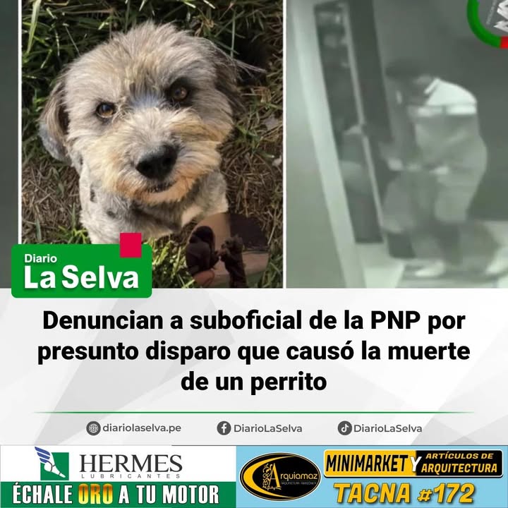 #Piura Denuncian a policía por presuntamente disparar y matar a un perro en Piura.