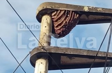 Abejas invaden poste eléctrico y preocupan a vecinos en Iquitos