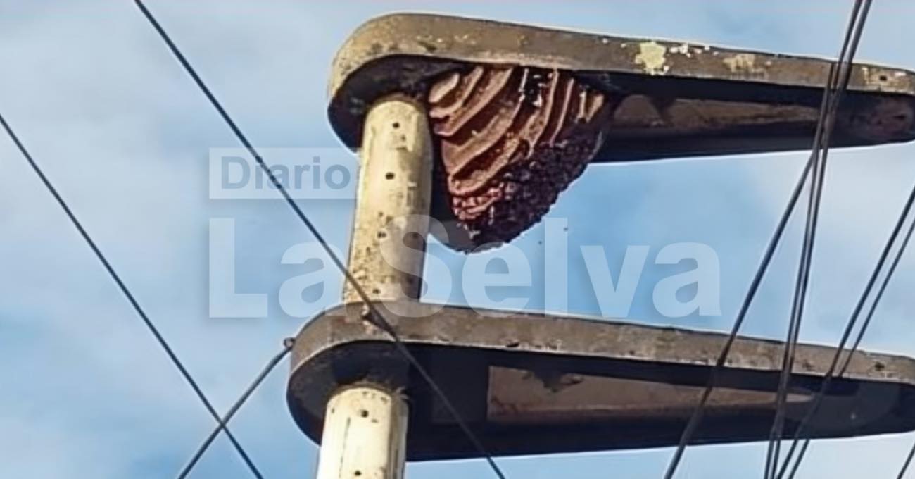 Abejas invaden poste eléctrico y preocupan a vecinos en Iquitos