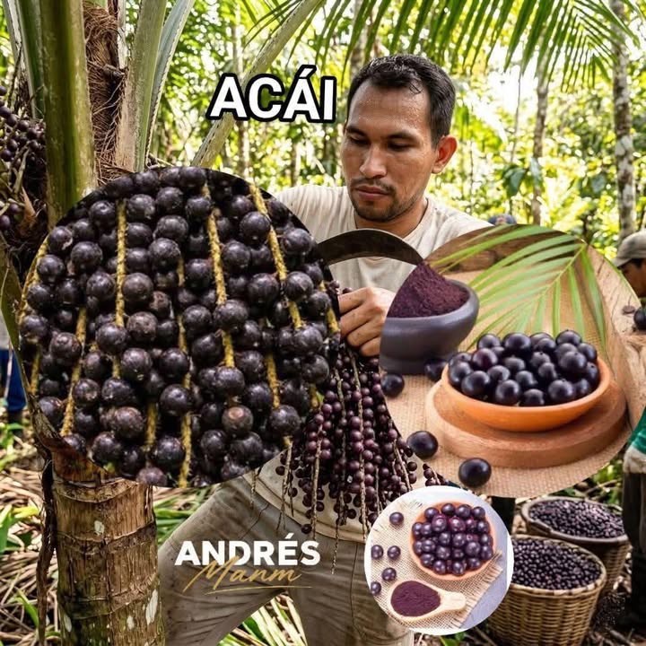 Açaí amazónico: energía natural que nace en la selva
