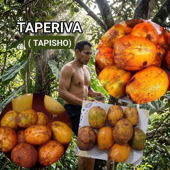 ¿Ya probaste la TAPERIVA?