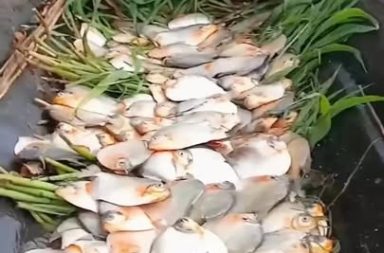 Gran pesca, el resto es silencio y la boca se hace agua