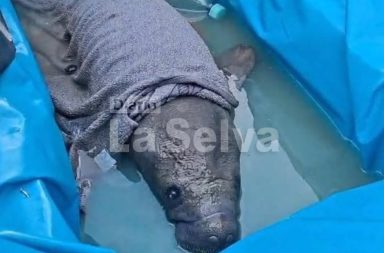 Cría de vaca marina es rescatada tras quedar atrapada en red de pesca en el río Amazonas.