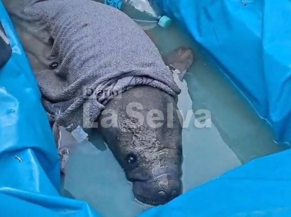 Cría de vaca marina es rescatada tras quedar atrapada en red de pesca en el río Amazonas.