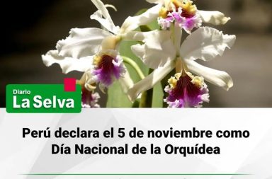 Perú tendrá un Día Nacional dedicado a la Orquídea