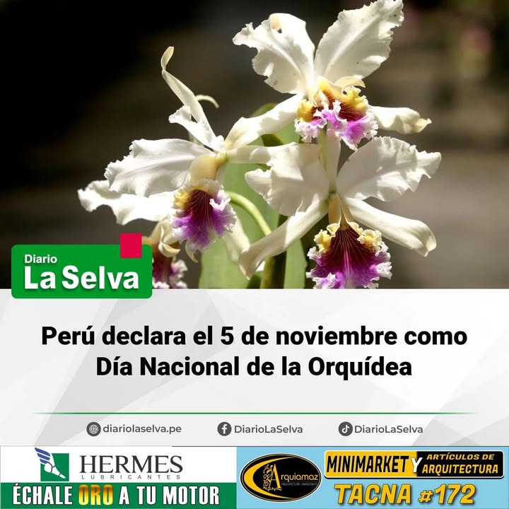 Perú tendrá un Día Nacional dedicado a la Orquídea