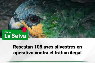 Autoridades rescatan aves silvestres transportadas ilegalmente en Ucayali