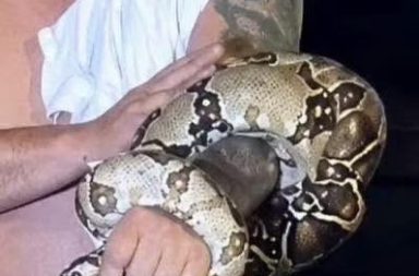 Susto en la vía pública: Hallazgo de un gran reptil camuflado genera alarma entre transeúntes y trabajadores