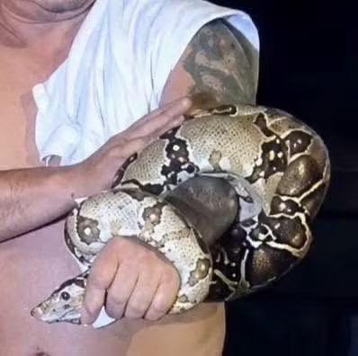 Susto en la vía pública: Hallazgo de un gran reptil camuflado genera alarma entre transeúntes y trabajadores