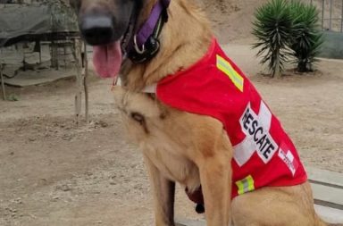Héroe de cuatro patas: Pastor belga malinois es pieza clave en las labores de búsqueda y rescate de los bomberos peruanos