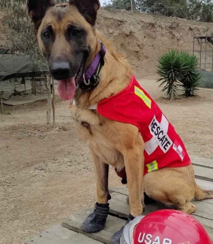 Héroe de cuatro patas: Pastor belga malinois es pieza clave en las labores de búsqueda y rescate de los bomberos peruanos